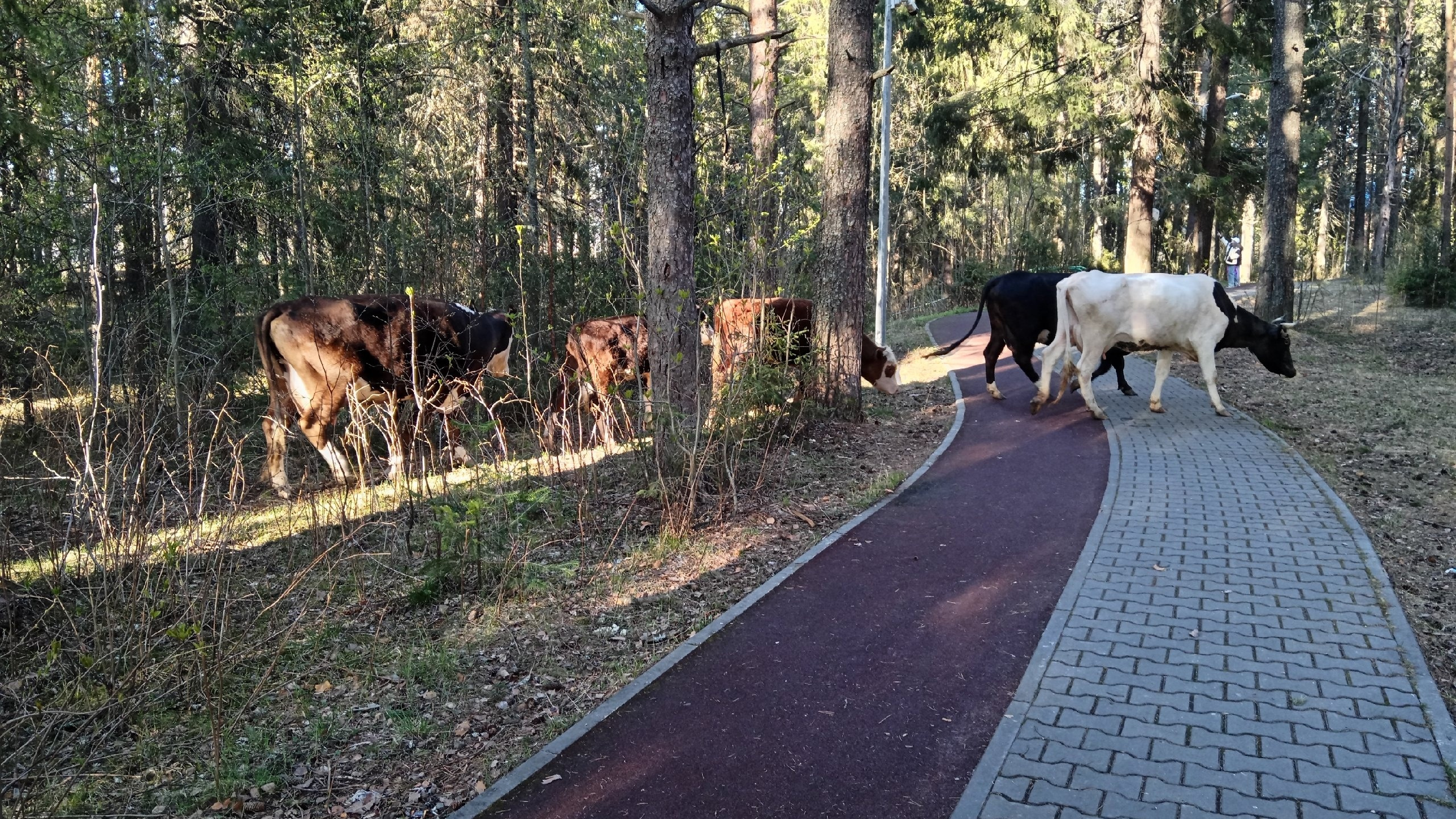 «Неужели совсем совести нет?» В главном парке Красновишерска жалуются на нашествие коров: фото
