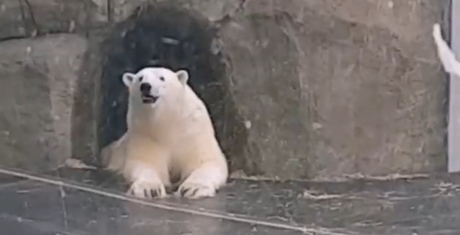 «Наслаждается жизнью наш парень»: очевидцы засняли «рыбалку» белого медведя Диксона из Красноярского края