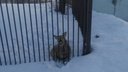 В Самарской области косуля застряла в школьном заборе: видео