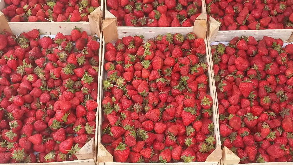 Всё клубнично: в Югре начали продавать ягоду из Киргизии. Узнайте, где купить вкусную и подешевле