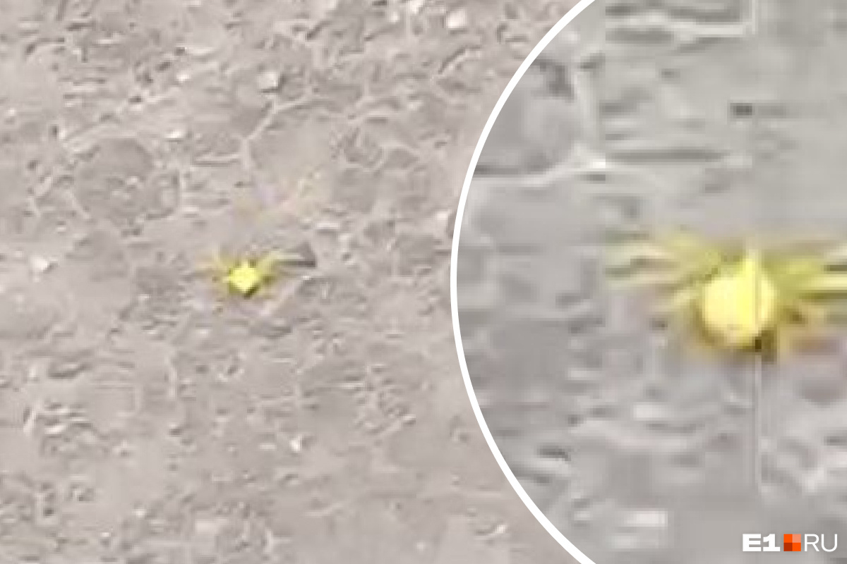 Екатеринбуржцы заметили ярко-желтого паука рядом с детьми. Он ядовитый