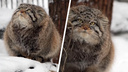 Не изменяет традициям: в Новосибирском зоопарке манул поставил лапки на хвост и любовался снежинками