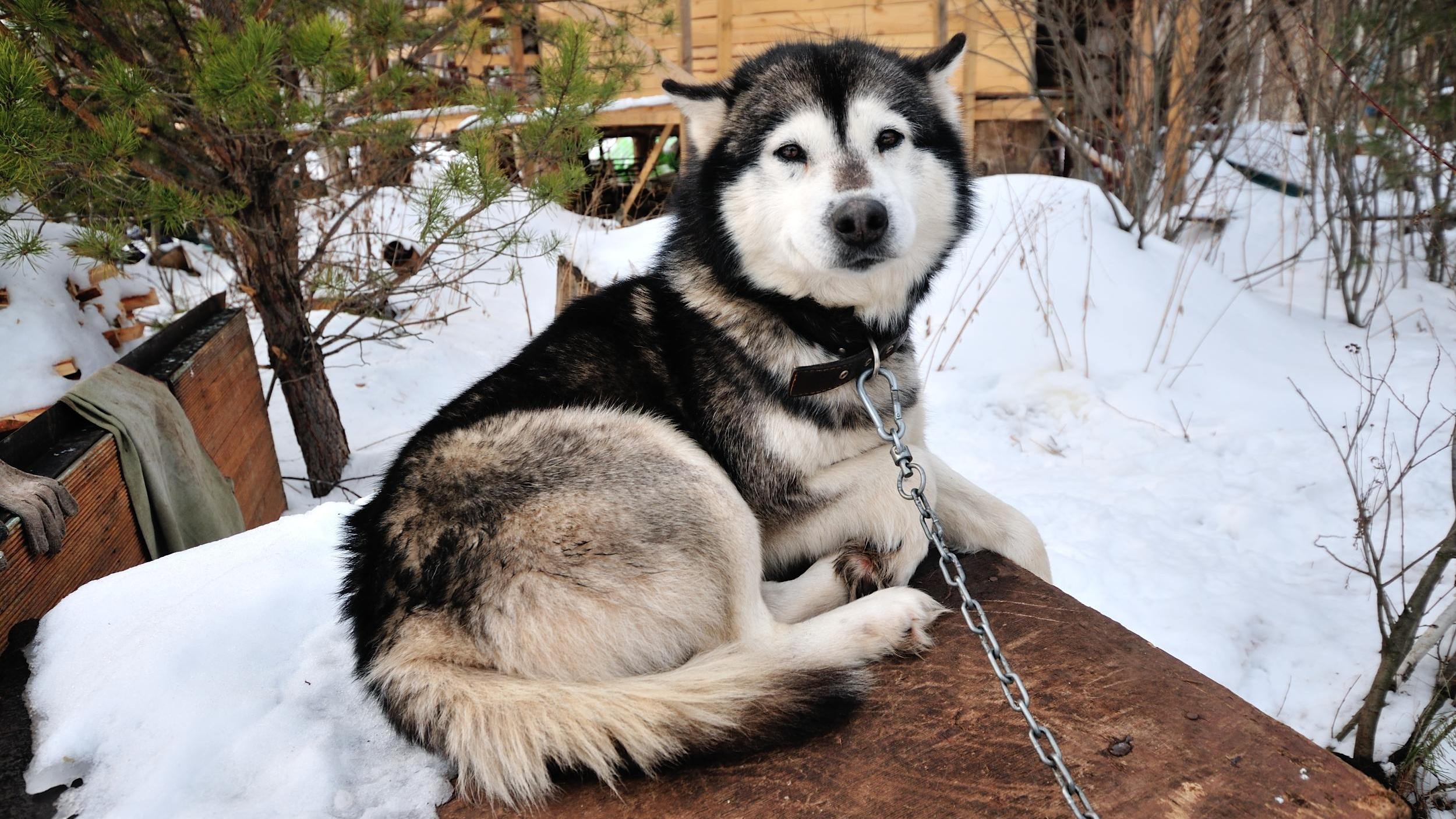 «Вбили в глаза гвозди»: зоозащитники сообщили о зверски искалеченных собаках в Кузбассе