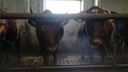 «Не доили и толком не кормили»: из-за 73 заморенных до смерти коров завели дело о жестоком обращении с животным
