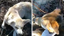 Ветеринары: у ТЦ на Физкультурной отравили бездомных собак