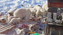 Медведица с малышами ищет еду на свалке: неприятные кадры с Новой Земли