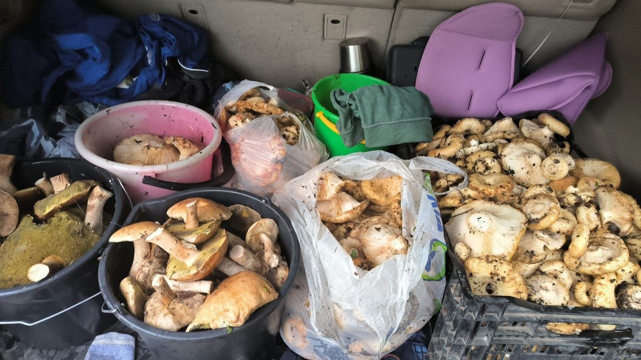 Полный багажник грибов, собранных в районе Мошково