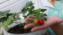 Пора сеять клубнику: объясняем, как из семян вырастить крепкие кустики со сладкой ягодой