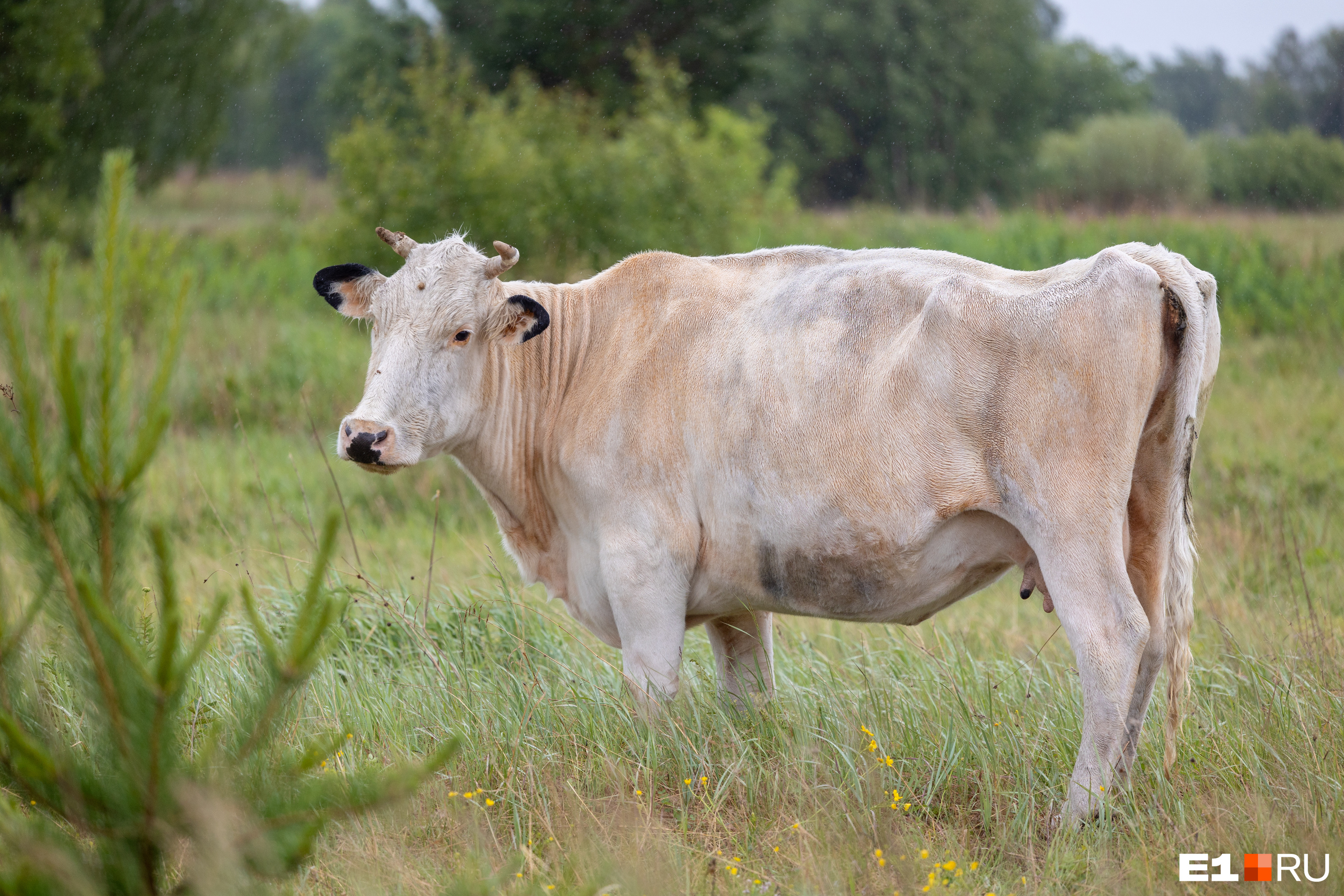 Рада — корова с необычным окрасом. Виктор выкупил ее одной из первых