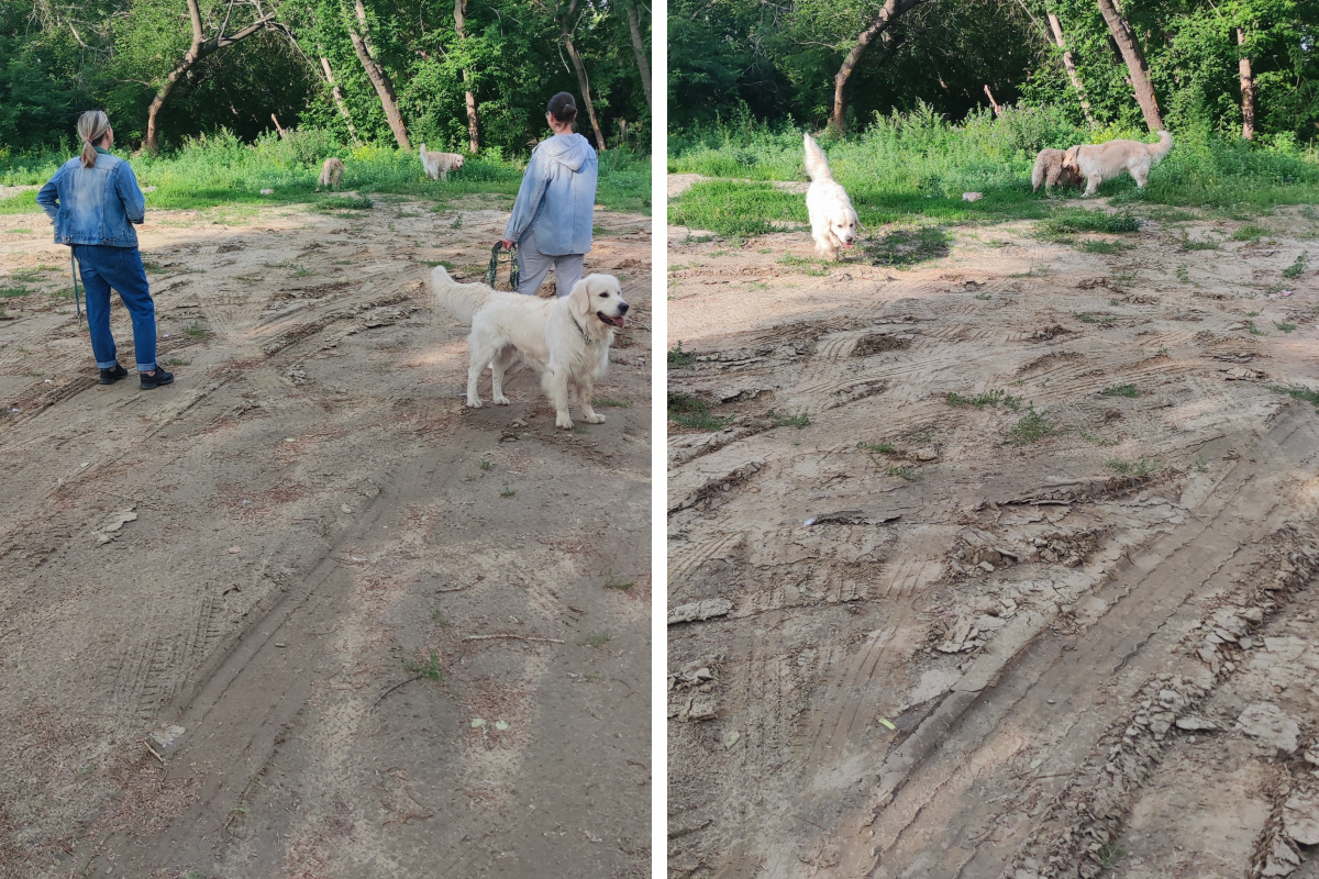 Собачникам приходится гулять с питомцами в непролазной грязи