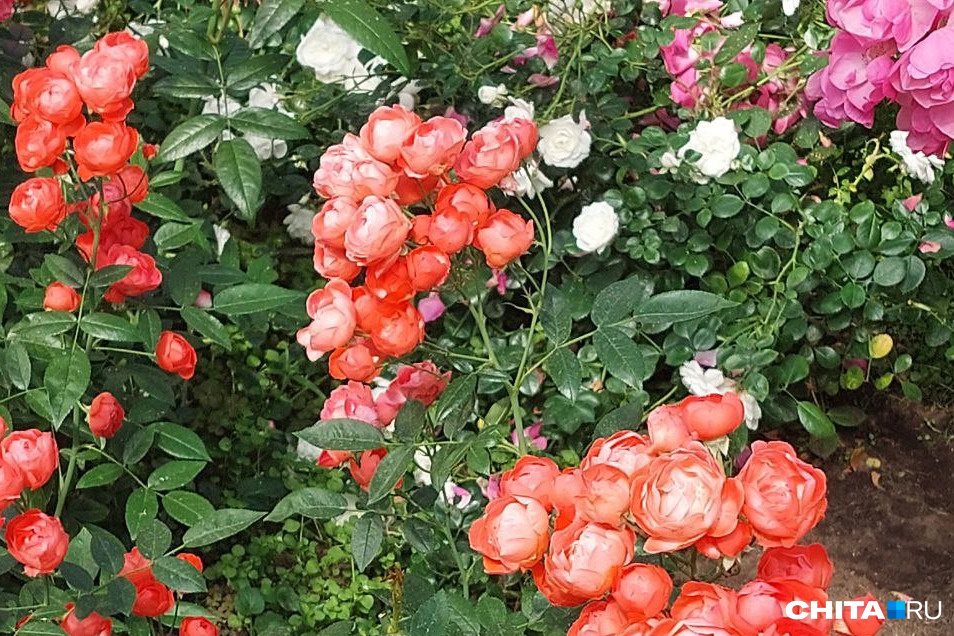 В ботаническом саду Читы — сезон цветения роз
