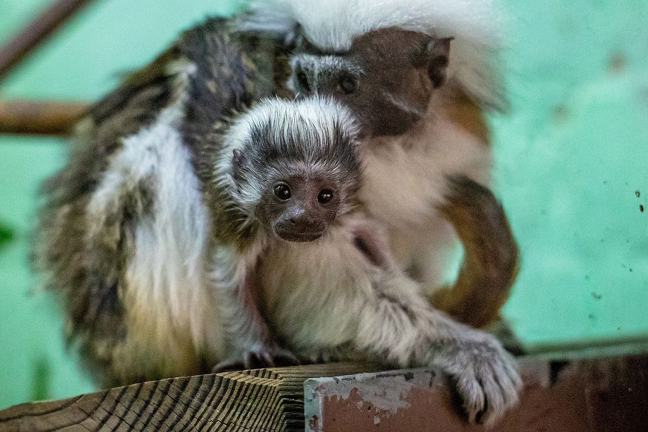 Очаровательная пара малышей родилась в «Роевом ручье» у обезьянки с прической Эйнштейна
