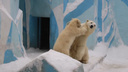 Не дал почистить шубку: белый медвежонок прыгнул на маму-медведицу — милое видео из Новосибирского зоопарка