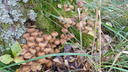Новосибирцы находят деревья, заросшие грибами, — фото с опятами
