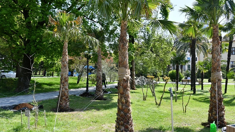 В Сочи высадили аллею из 30 пальм в память о погибших в ВОВ