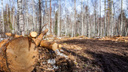 «Начал душить»: в заказнике на Южном Урале на инспектора напал человек, пойманный за вырубку деревьев