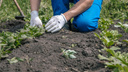 «Опасайтесь возвратных заморозков»: когда высаживать рассаду в открытый грунт и как защитить растения