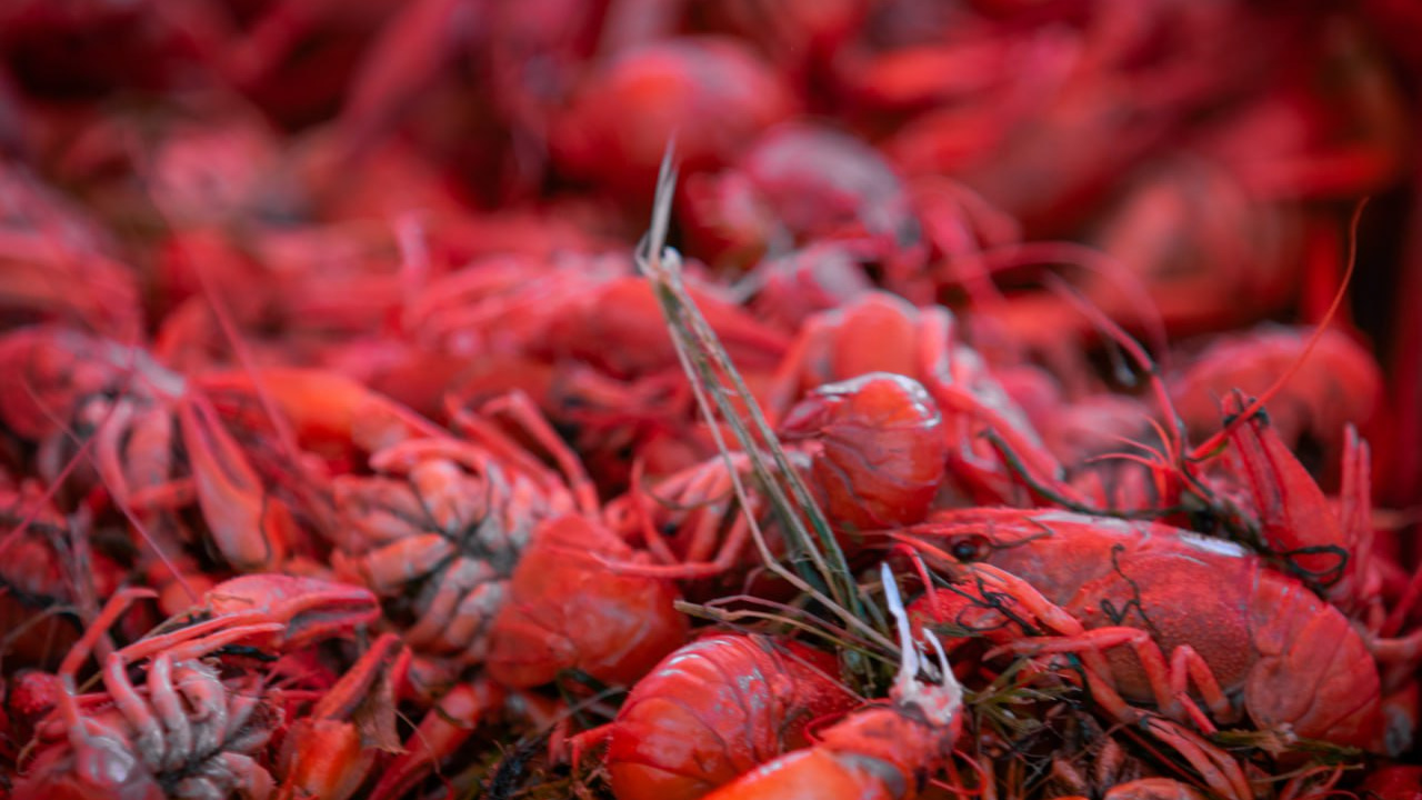 Стали легкой добычей: новосибирцы хвастаются весенним уловом раков