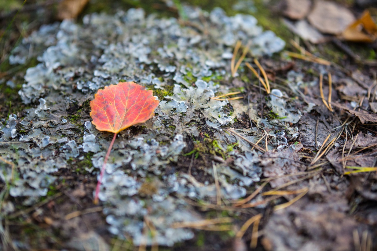 Народная примета гласит, что если листья лежат на земле кверху изнанкой — зима будет теплой