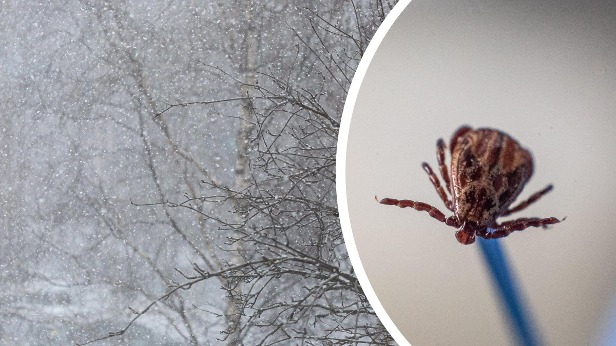 В Архангельской области стало больше укусов клещей: почему им не мешает даже снег