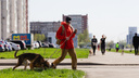 В Самарской области запретили выгул собак без поводка. Нарушителей будут штрафовать
