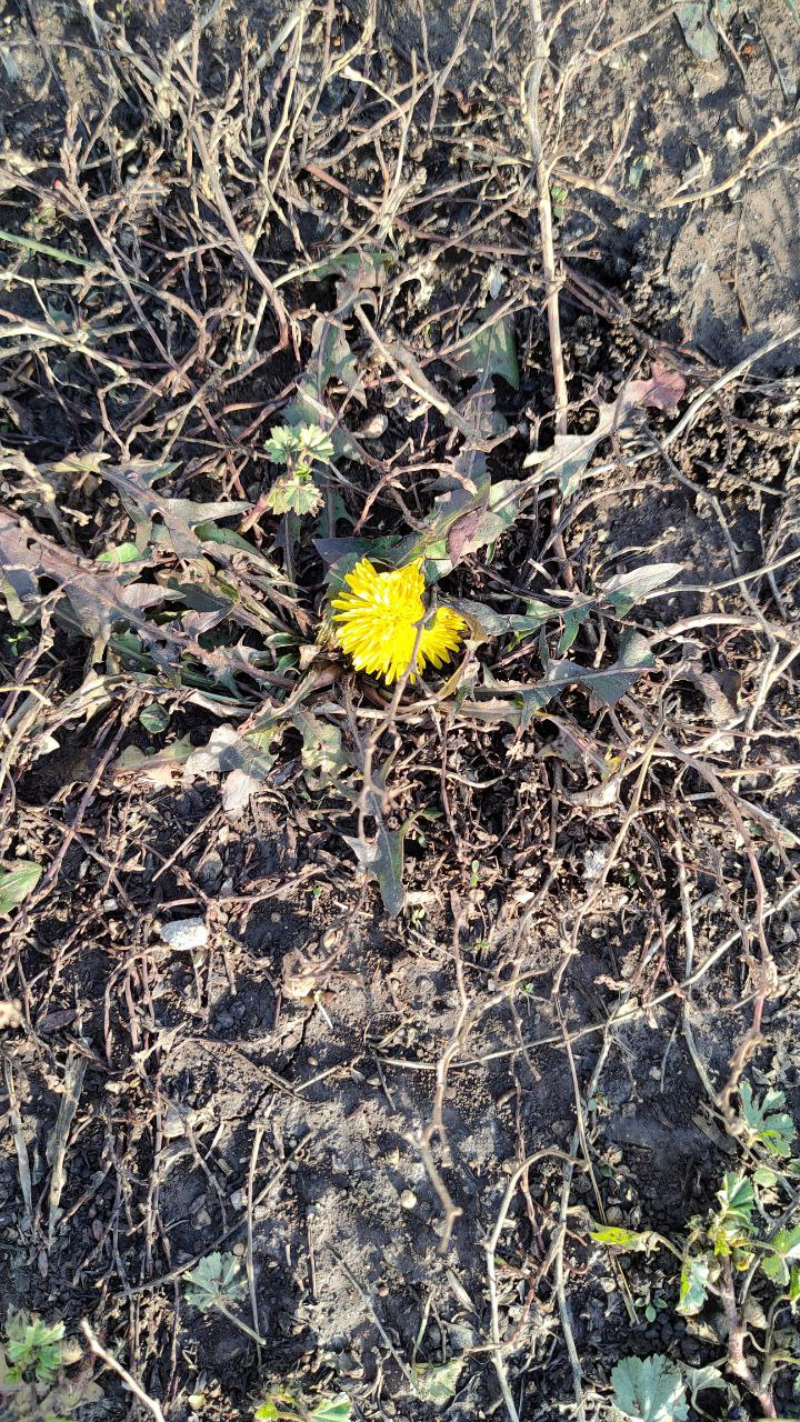Точно весна! Тюменец обнаружил цветущий одуванчик