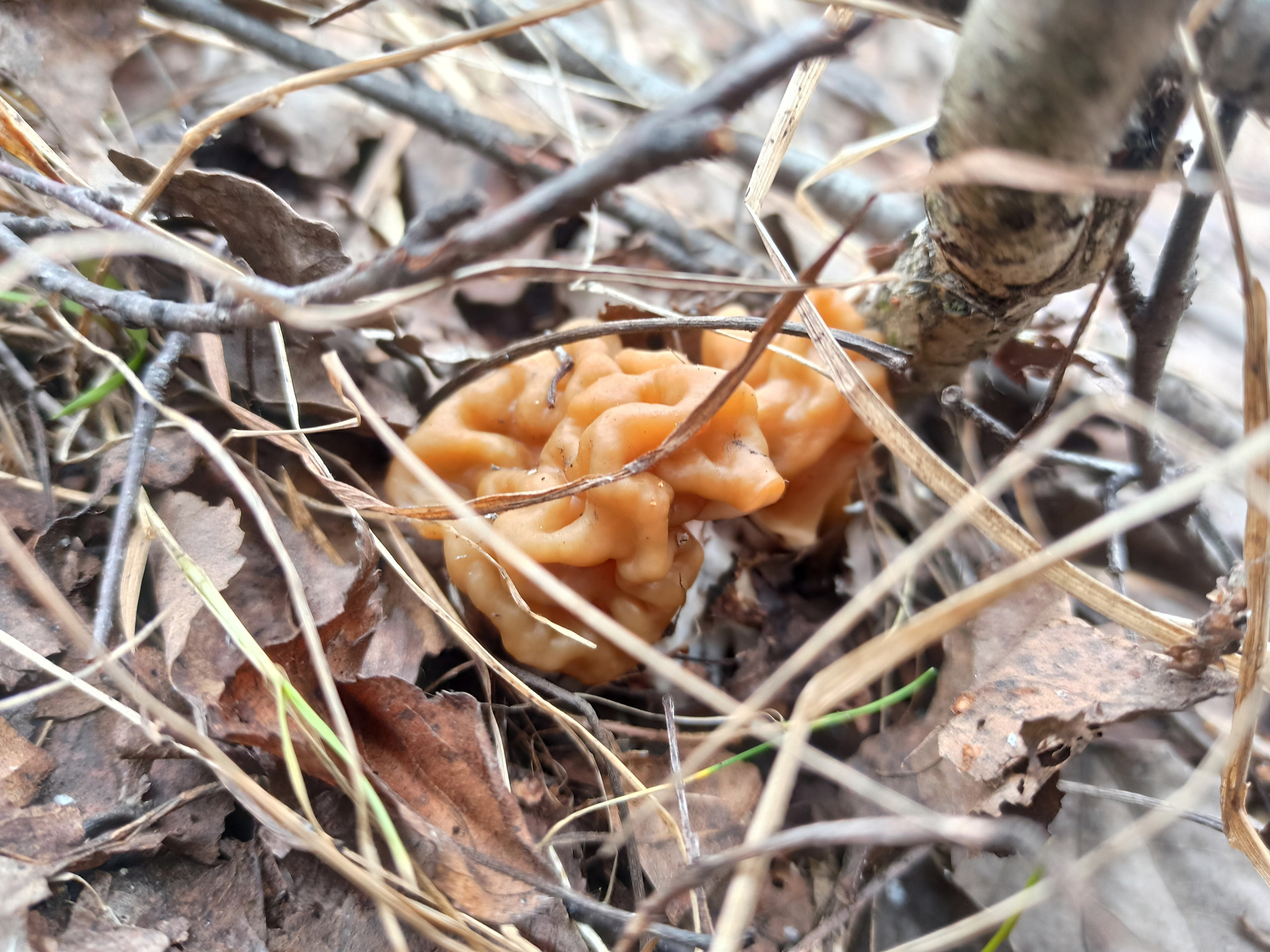 «Извините, а с них плющит?» Первые грибы заметили в лесах Нижегородской области