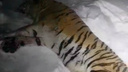 Конфликтного тигра поймали в Приморье. Специалисты выслеживали хищника больше месяца