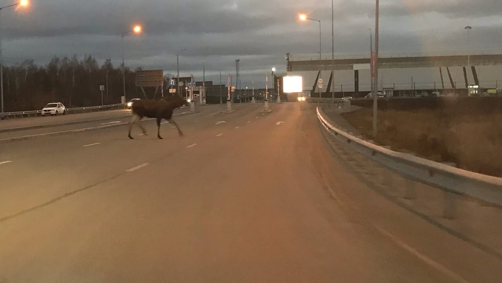 Осторожно, на дорогах лоси! Уральских водителей предупредили о пике брачной активности диких животных