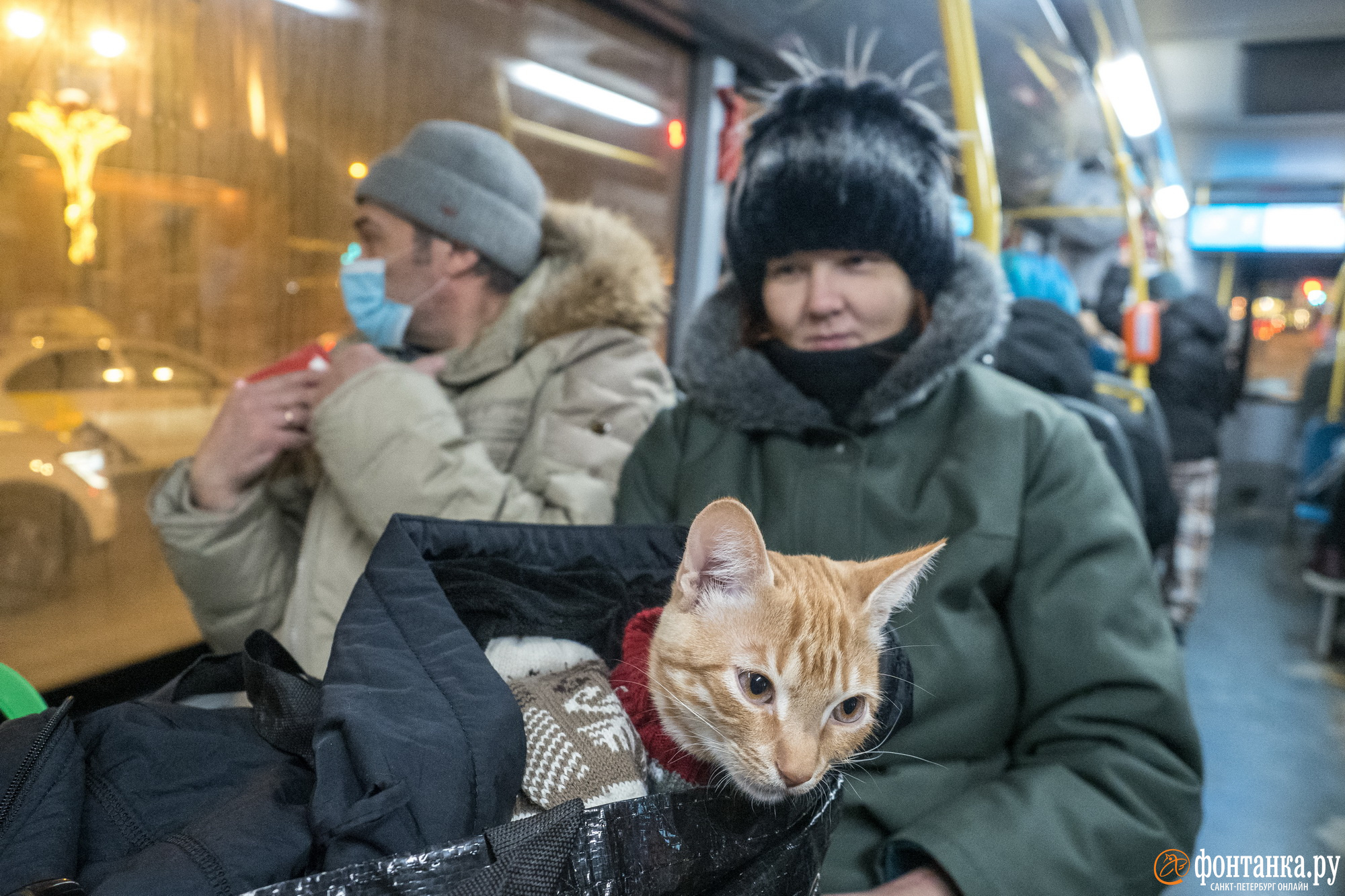 Траты петербуржцев на домашних животных за год выросли более чем на треть -  27 февраля 2023 - ФОНТАНКА.ру