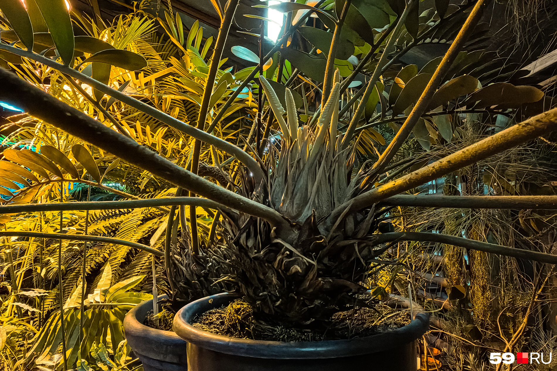 схема станции метро ботанический сад. тпу ботанический сад схема. ботанический сад москва ботаническая улица 4. мцк ботанический сад пересадка на метро. нескучный сад в москве.