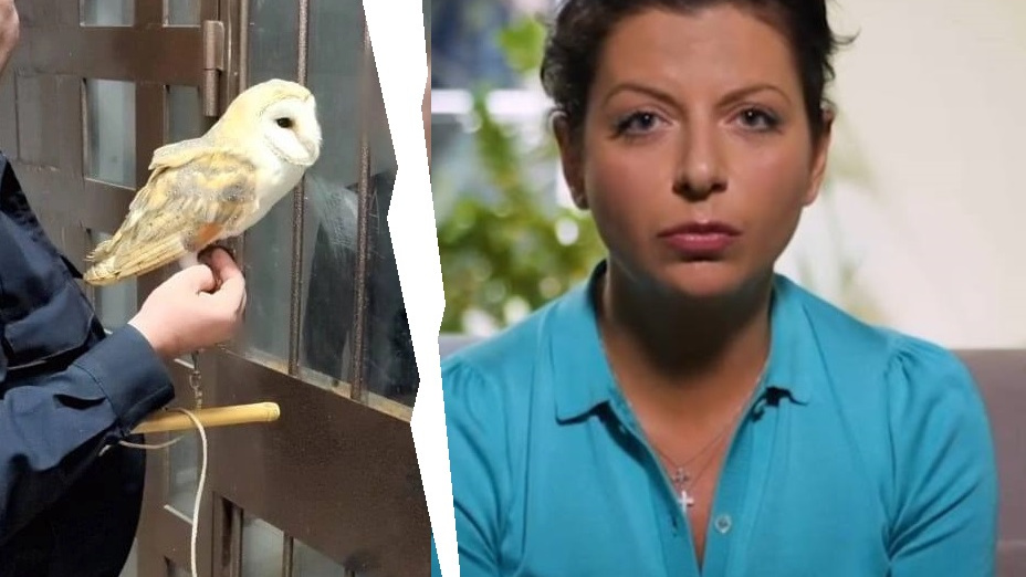 Маргарита Симоньян возмутилась, что сову вернут фотографу, мучившему ее в Сочи