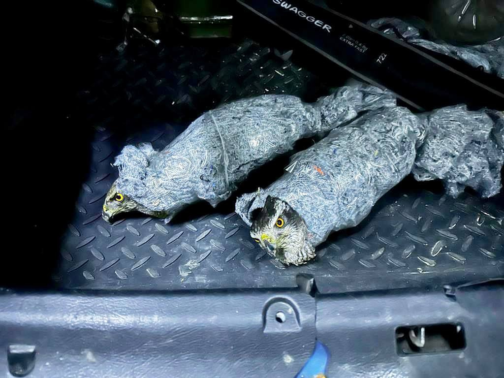 Редких ястребов пытались вывезти в Абхазию. Птиц обмотали скотчем и спрятали в багажнике
