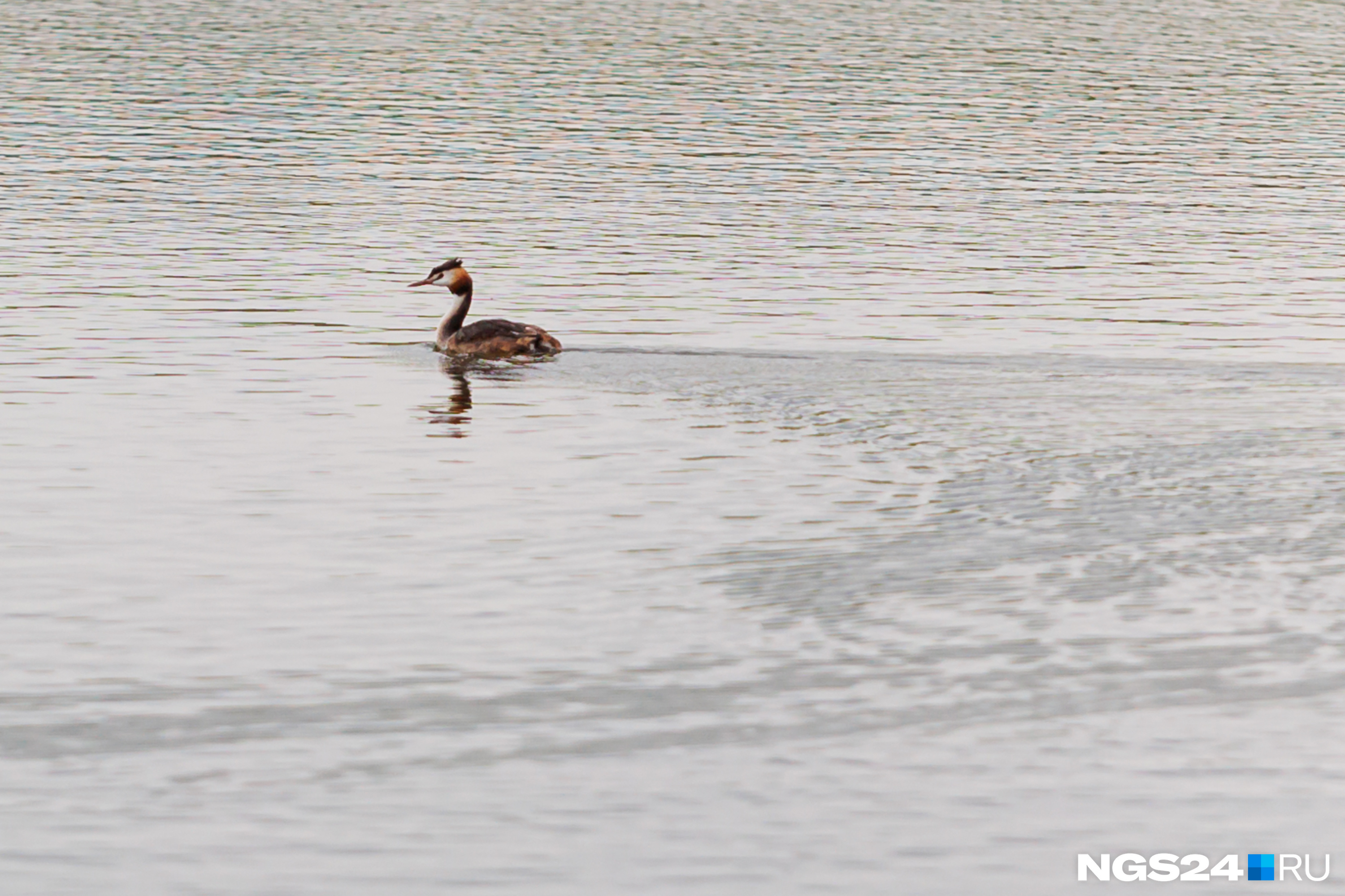 Черные перья на голове и рыжий воротник: красноярцы заметили на озере Мясокомбината одинокую необычную птицу — кто это