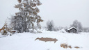 «Лежат столбы телефонной связи»: северянка показала, как навредил мощный снегопад
