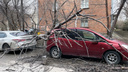 Дерево рухнуло на красную «Тойоту Короллу»: тачка осталась без заднего стекла — фото с улицы Ватутина