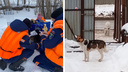 Три собаки застряли на острове в Оби — видео со спасательной операции, которая длилась 5 дней