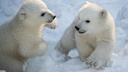 Веста и Гранта или Беляшка и Гуляшка: как новосибирцы хотят назвать белых медвежат из зоопарка — 10 вариантов