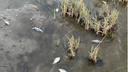Мертвая рыба в Мертвом Донце: донские рыбаки рассказали о массовом море