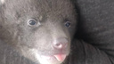 Гималайского медвежонка-сироту спасли в Приморье: он вкусно поел и показал язык — видео