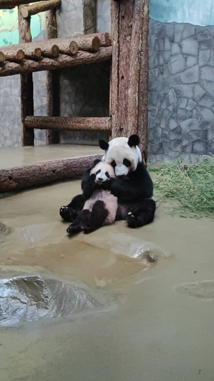 Уедет в Китай. В московском зоопарке рассказали о будущем панды Катюши