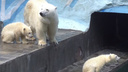 Рычит так, что уши закладывает: белый медвежонок показал посетителям, как может кричать, — очень громкое видео