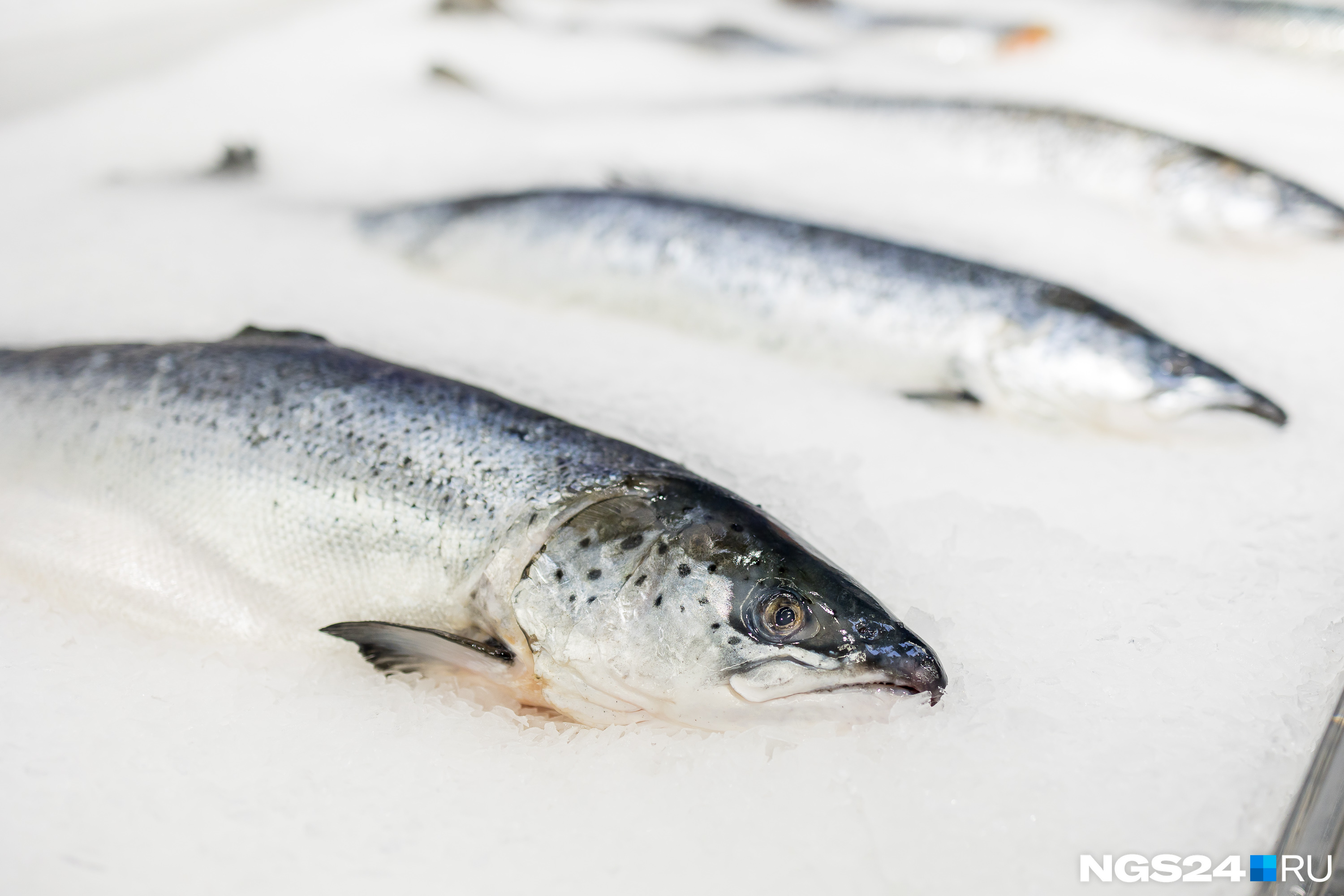 Рыбки больше не хочется. Сколько жителей Красноярского края живут с ленточным червем внутри