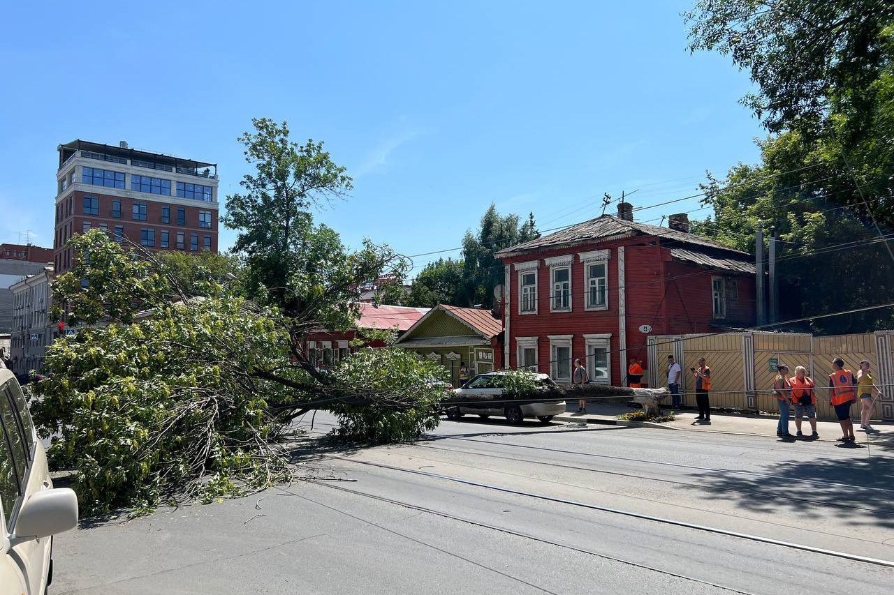 В центре Самары дерево рухнуло на автомобиль - 30 июня 2023 - 63.ру