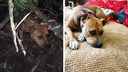 «Три дня слышали вой собаки»: волонтеры нашли в лесу привязанного пса — его несли на руках два часа