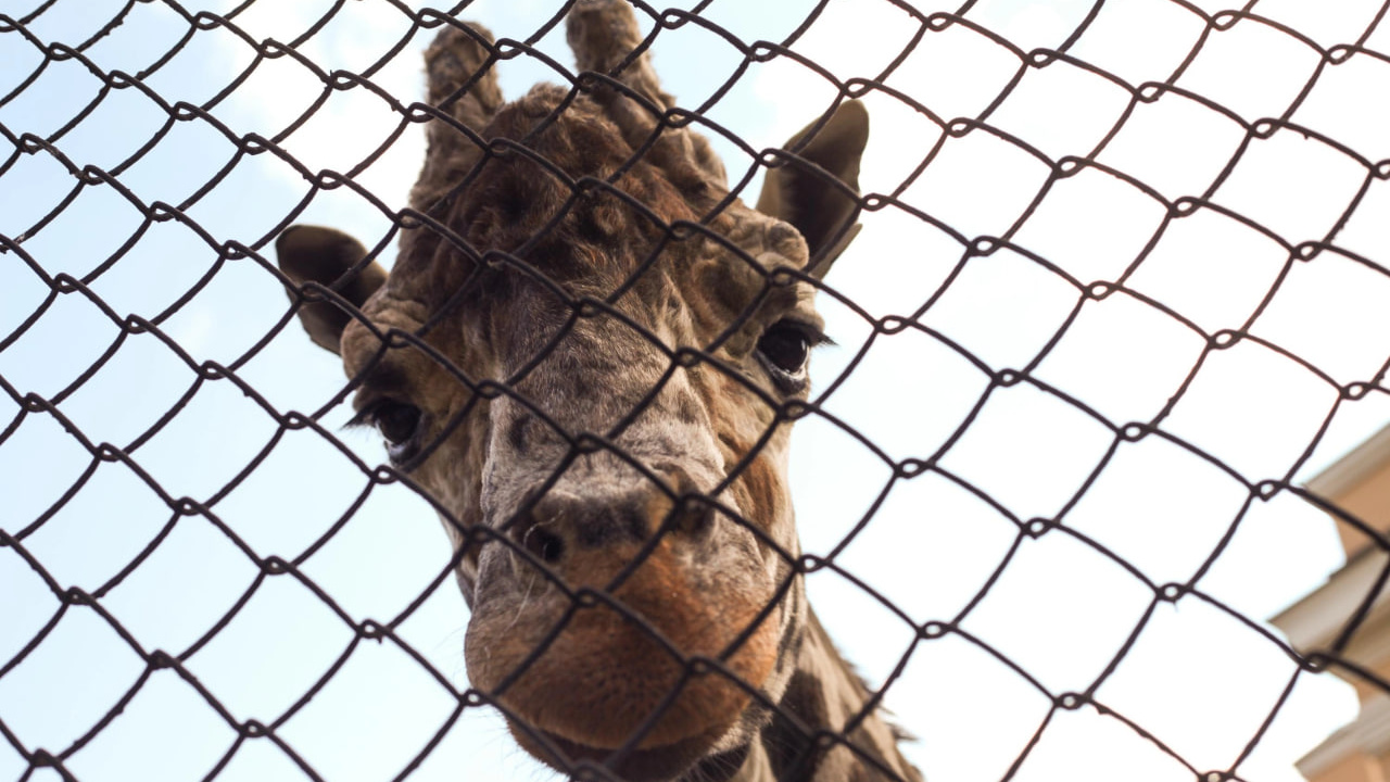 В Московском зоопарке умер легендарный жираф Самсон, которому всю жизнь не везло в любви