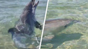 Дельфины плавают в Анапе прямо среди людей — видео