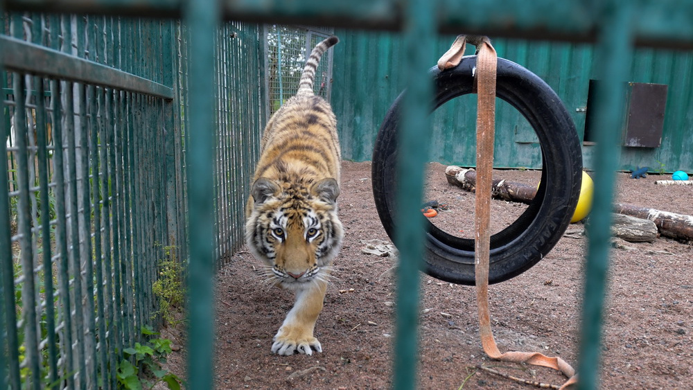 Извиниться за человечество. Как хоспис для тигров спасает брошенных и покалеченных хищников
