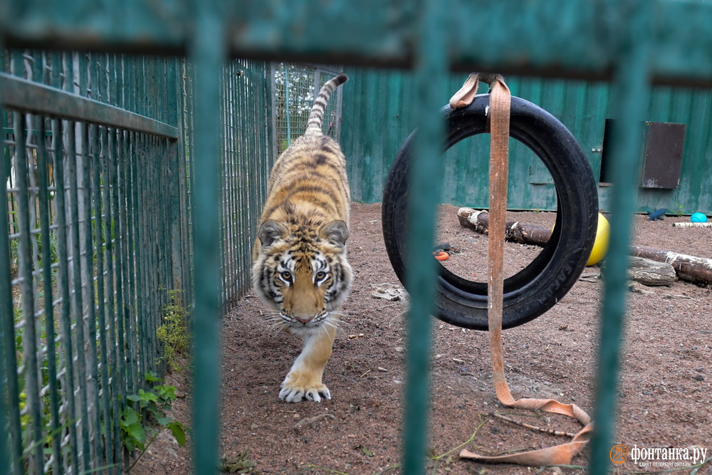 Извиниться за человечество. Как хоспис для тигров под Петербургом спасает брошенных хищников