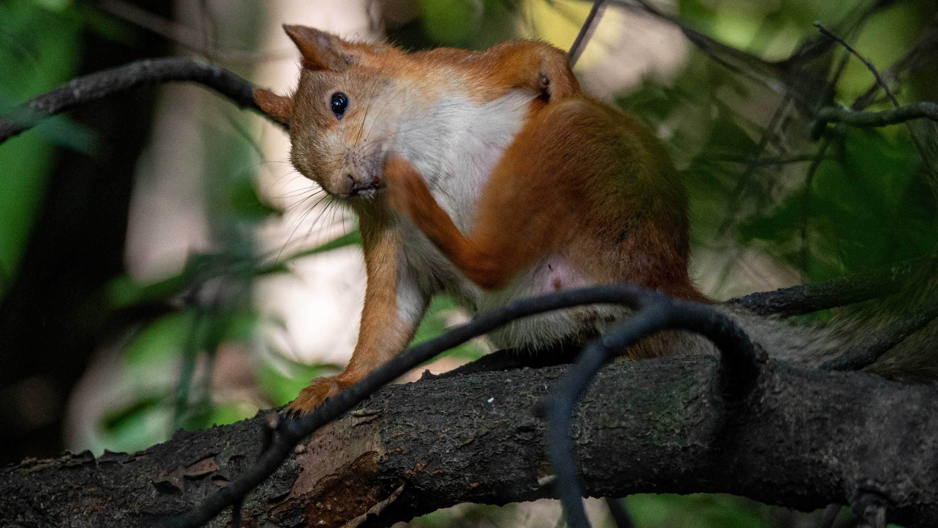 Бешеные белки парк в чехове. Дикие белки чехов. Дикие белки верёвочный парк в чехове. Дикие белки чехов. Приокско-террасный заповедник веревочный парк.
